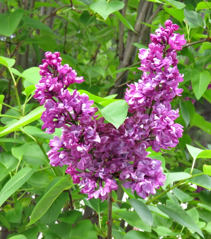 Y llegaron las lilas (20200423)