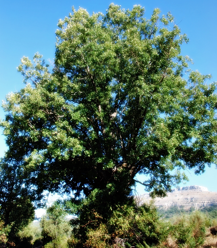 Bien por los Siete Secretos&nbsp;(1951)