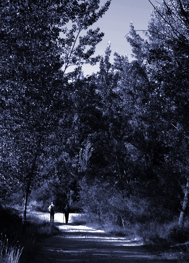 Brian Freeman (1963)