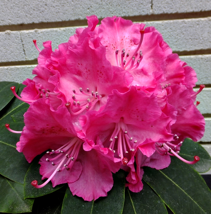 El tiempo entre costuras&nbsp;(2009)