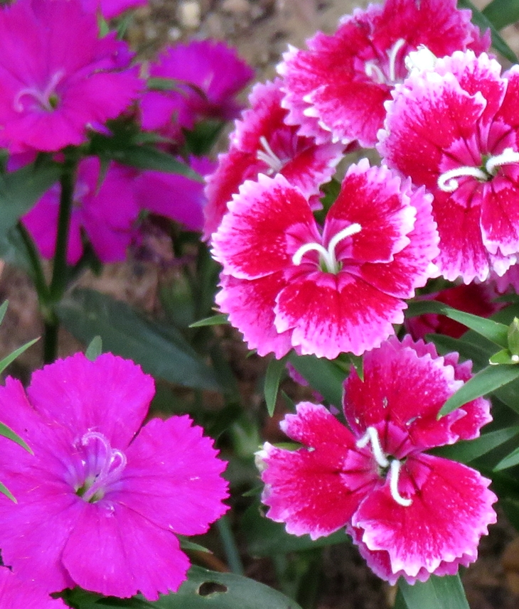 Flores de mayo (20200507)