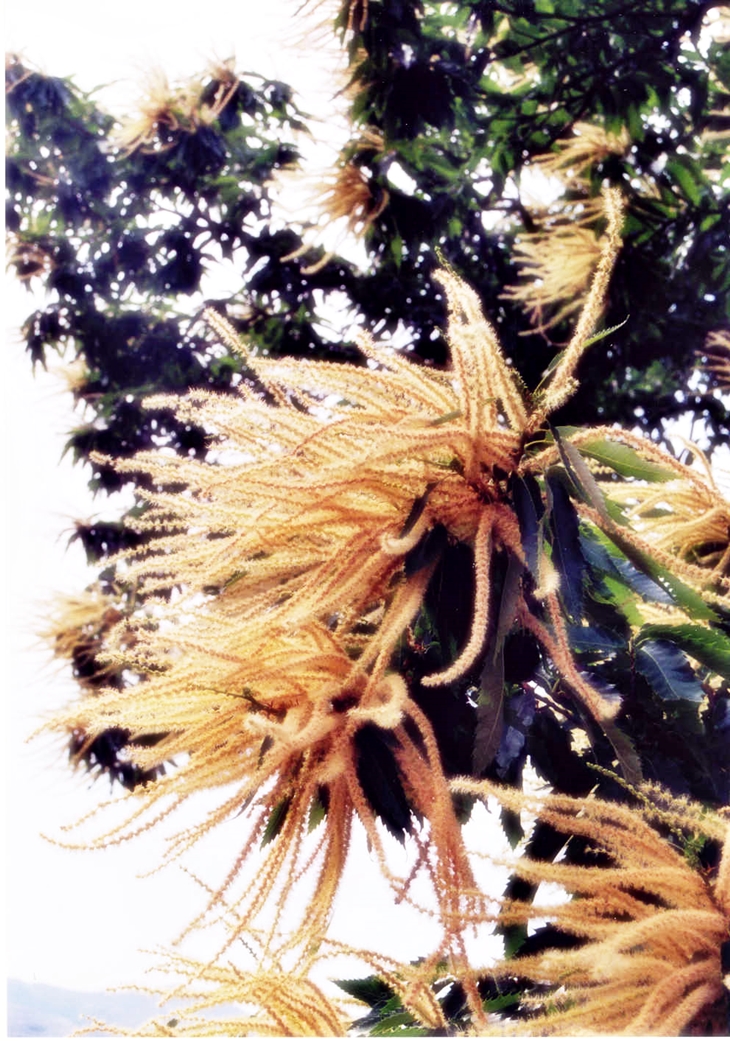 José Saramago (1922-2010)