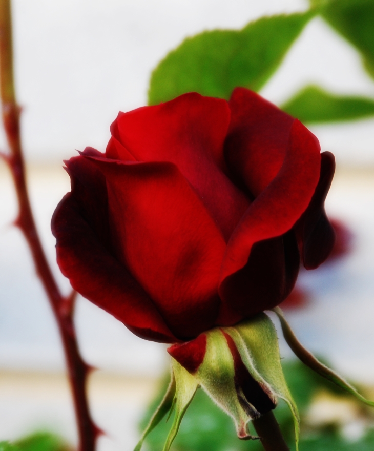 Los hombres que no amaban a las mujeres&nbsp;(2005)