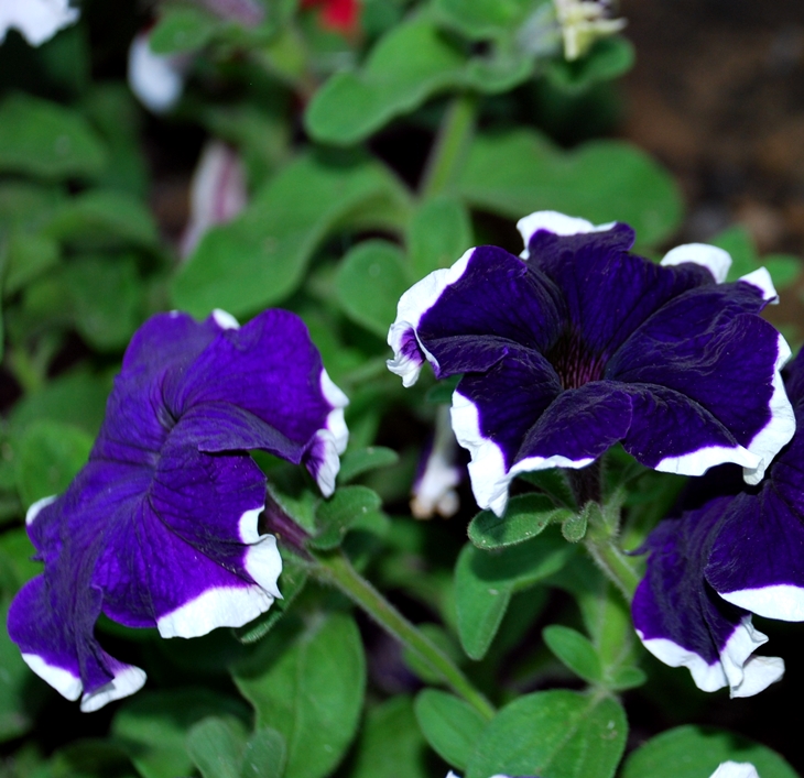 Mujer policía busca problemas&nbsp;(2016)