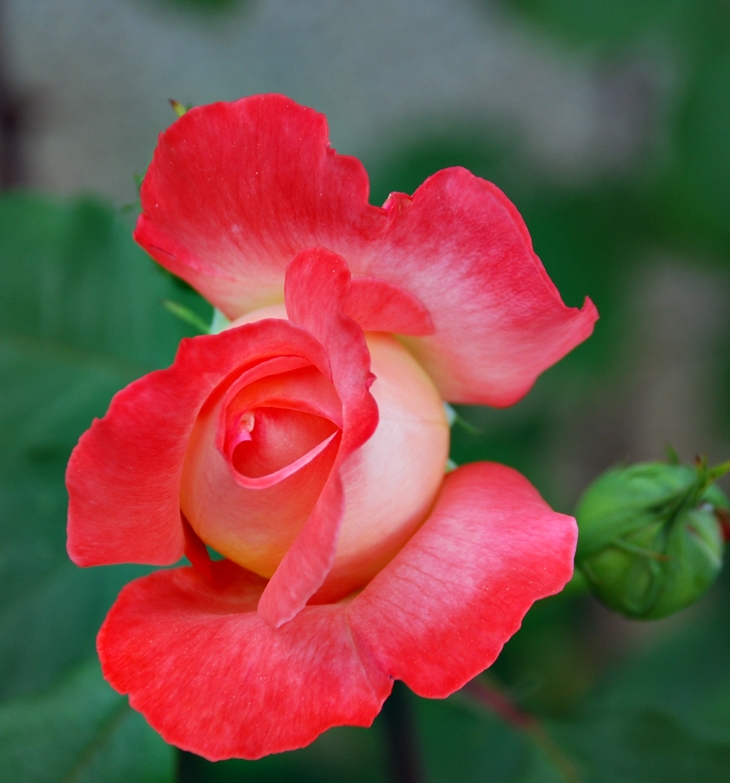 Rachel se va de viaje&nbsp;(1998)