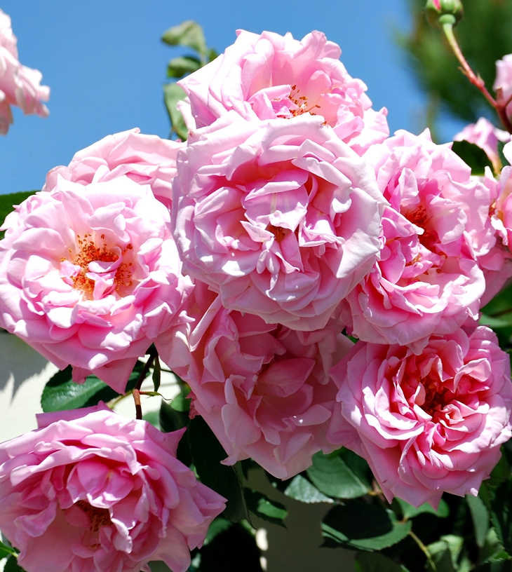 Rosamunde Pilcher (1924-2019)