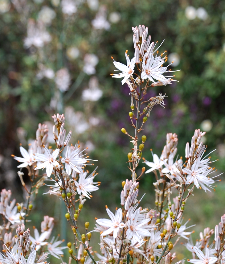 Susanna Tamaro (1957)
