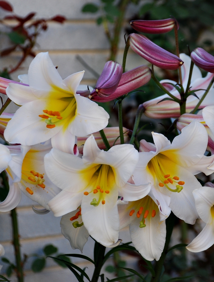 Virginia Asensio (1977)