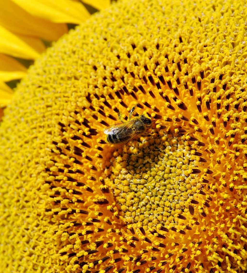 La abeja y la colmena&nbsp;(1890)