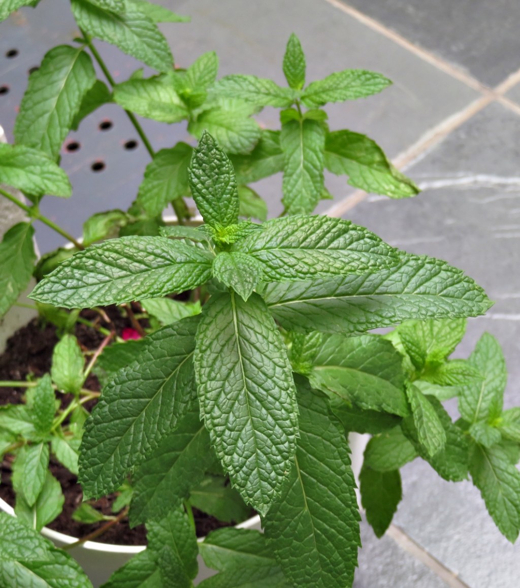 Flora española medicinal y aromática (1944)