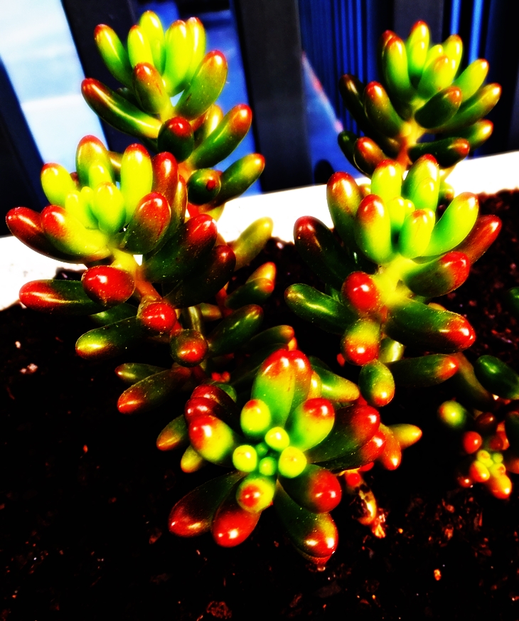 El libro de los muertos&nbsp;(2007)