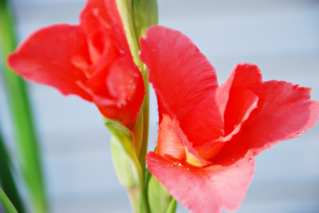 Carlos Ruiz Zafón, en el recuerdo&nbsp;(20200619)