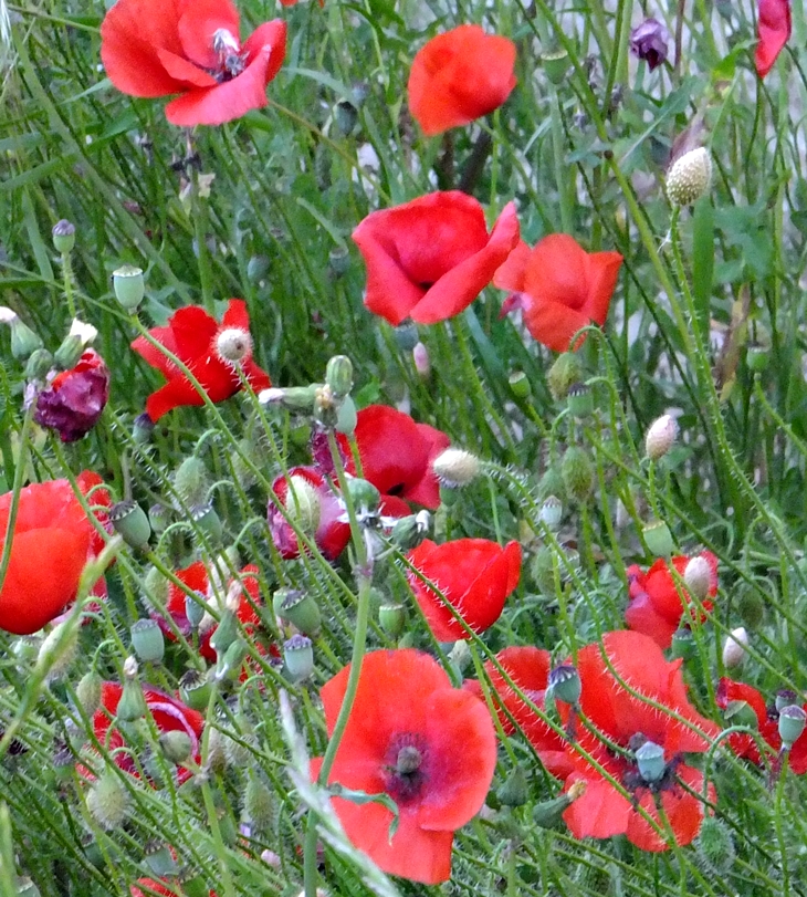 Ruth Rendell (1930-2015)