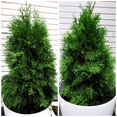 Tuya esmeralda (Thuja occidentalis «emeraude»)