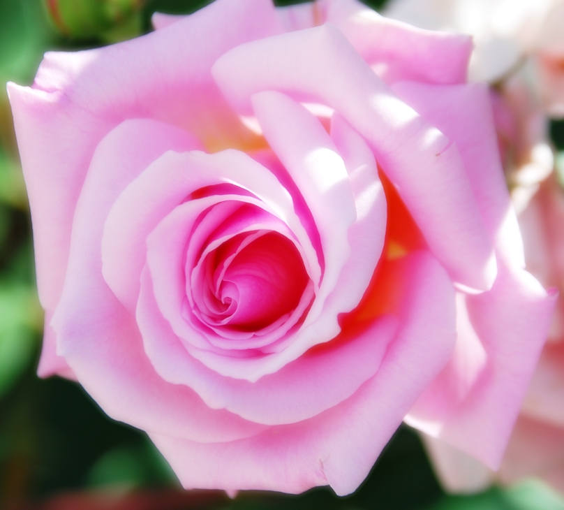 El duque y yo&nbsp;(2000)