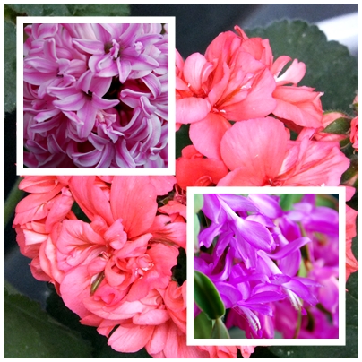 Guía completa de plantas para interiores (2006)