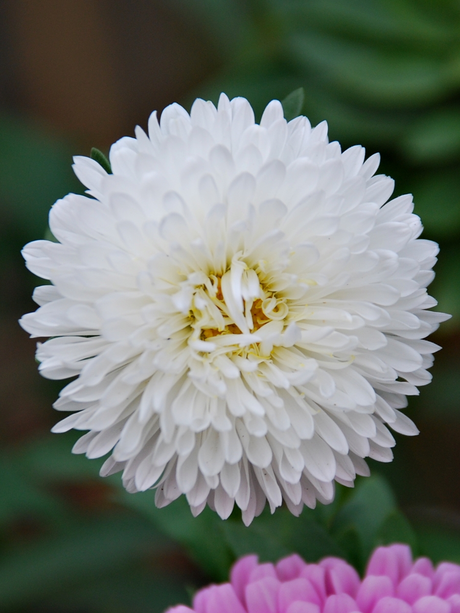 Las ranas también se enamoran&nbsp;(2011)