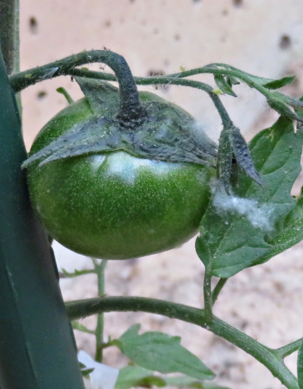 El primer tomate (20200630)