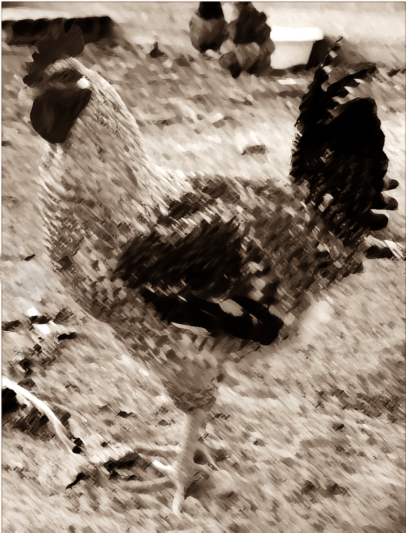 Curso de avicultura&nbsp;(1904)