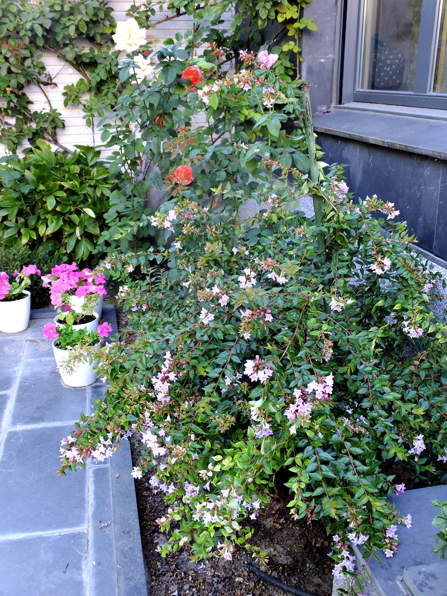 Mi jardín de verano (1960)