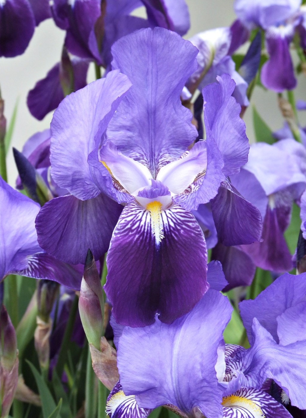 Lirios (Iris germanica)