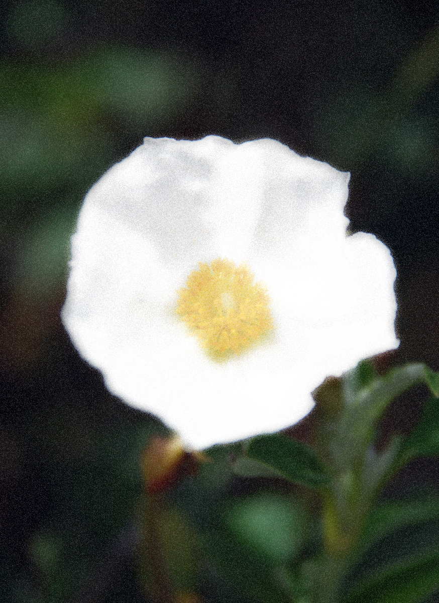 Lucía Extebarría (1966)