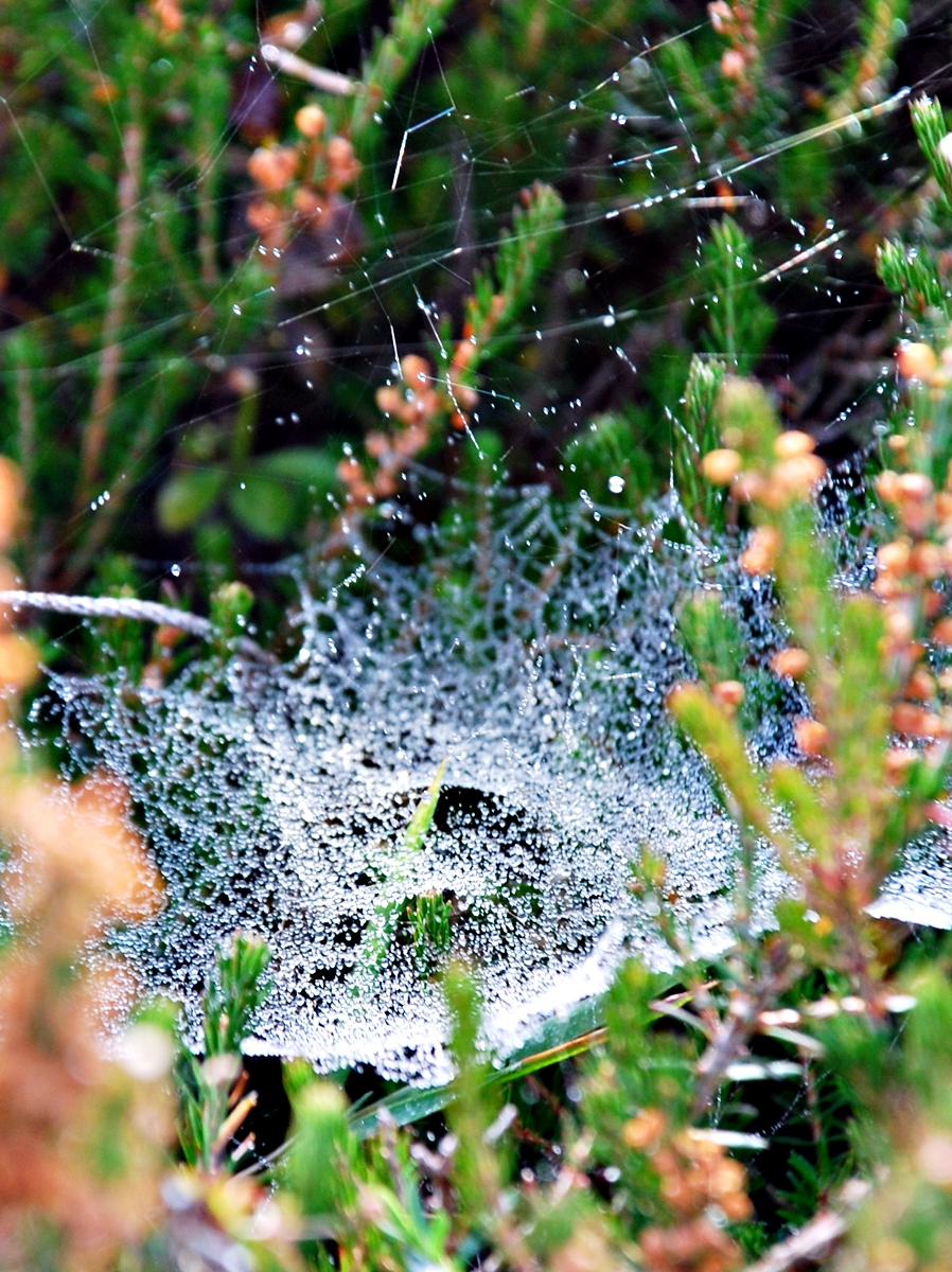 Misterio de la araña de&nbsp;plata