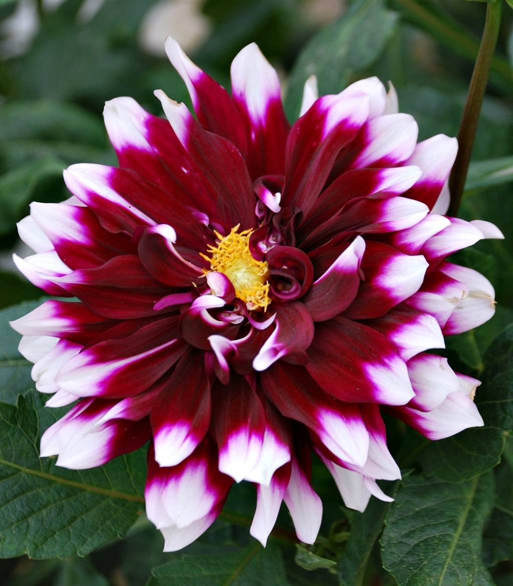 El mundo de Sofía&nbsp;(1991)