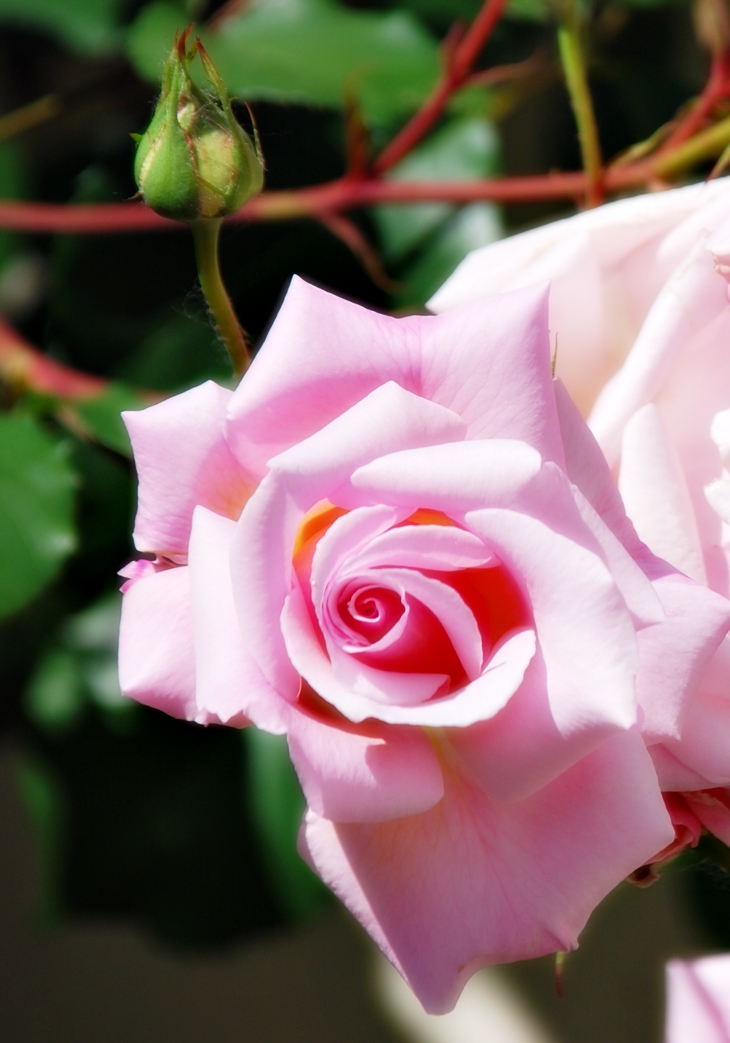 El vizconde que me amó&nbsp;(2002)