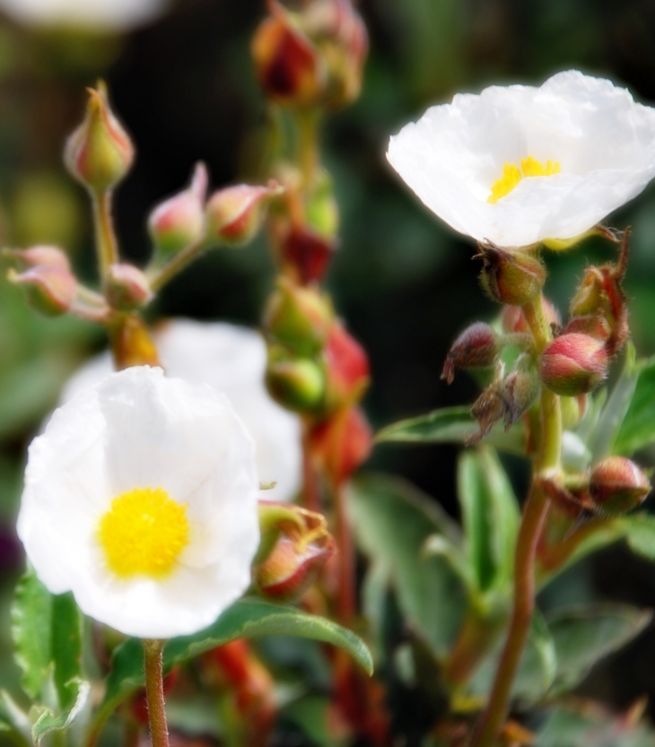 Coleen McCullogh (1937-2015)