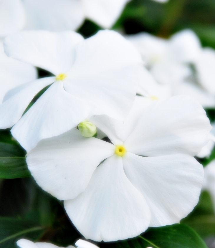 Espido Freire (1974)