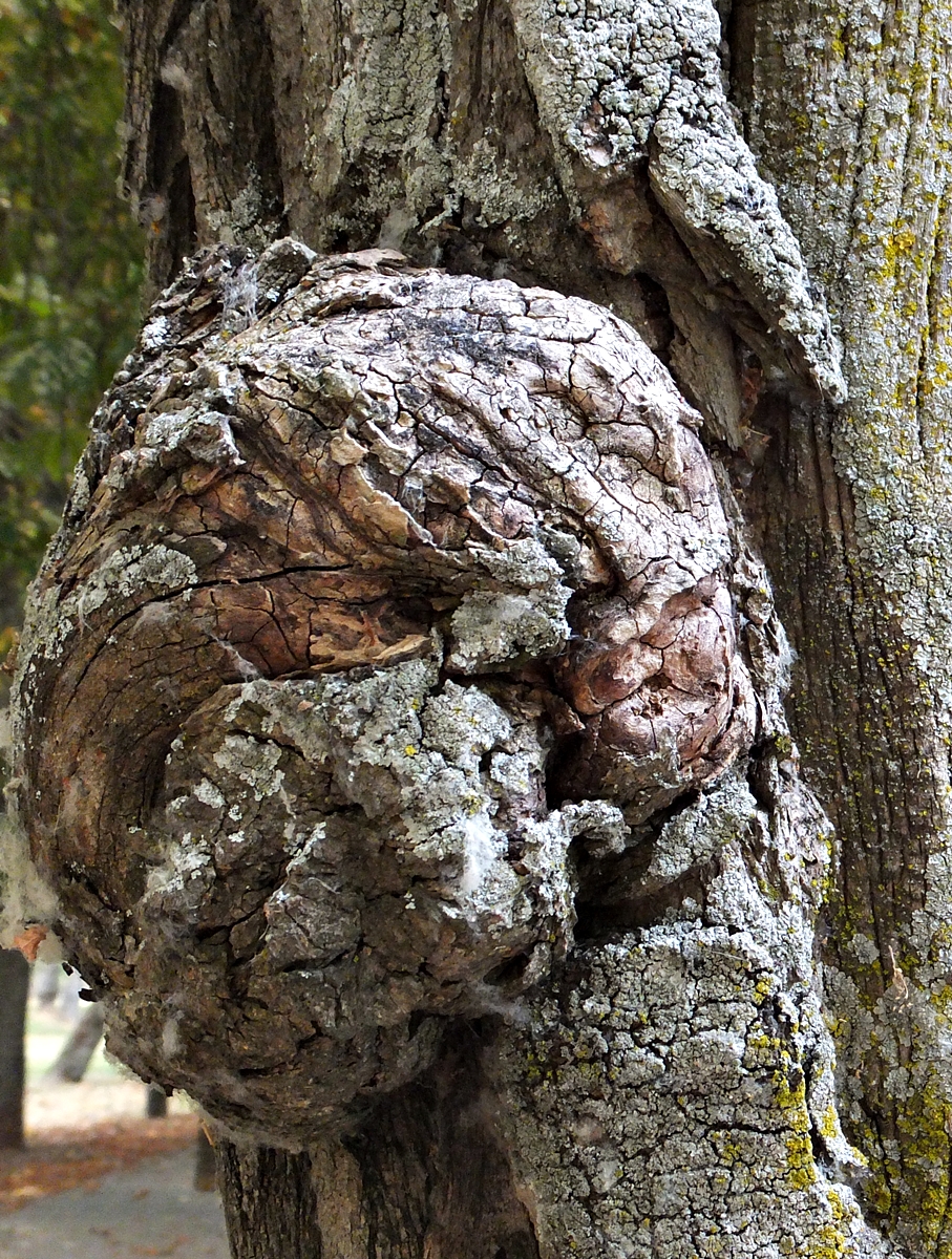 Juan José Millás&nbsp;(1946)