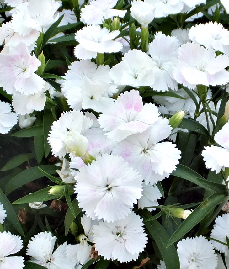 La prima Phillis&nbsp;(1864)