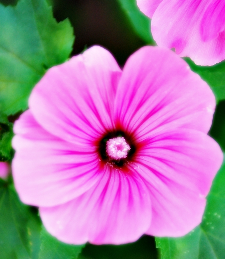 Sue Townsend (1946-2014)