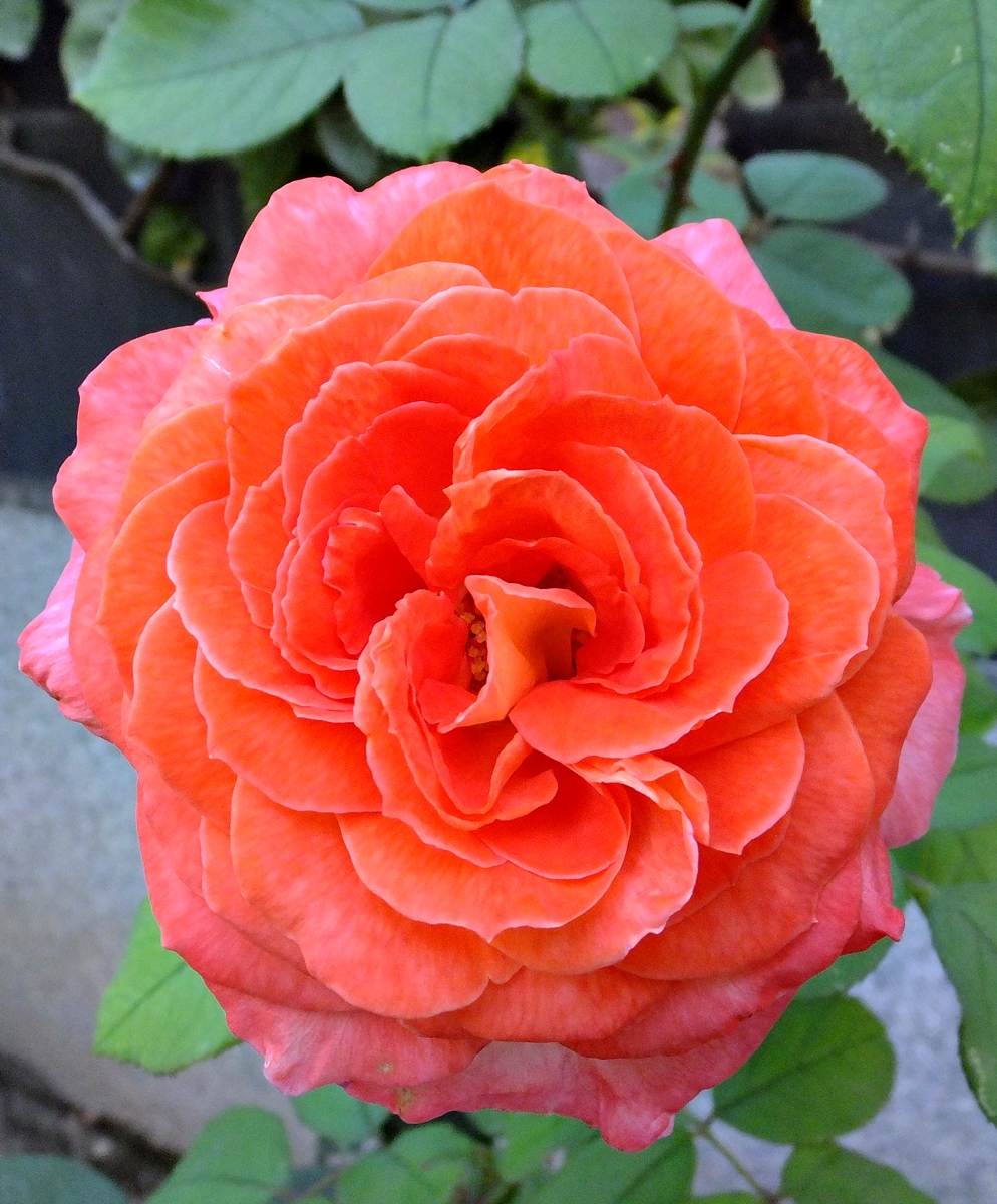 Lucy Sullivan se casa&nbsp;(1996)