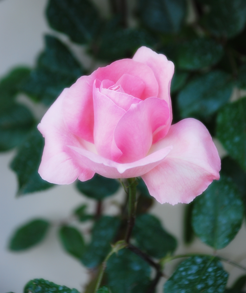 Te doy mi corazón&nbsp;(2001)