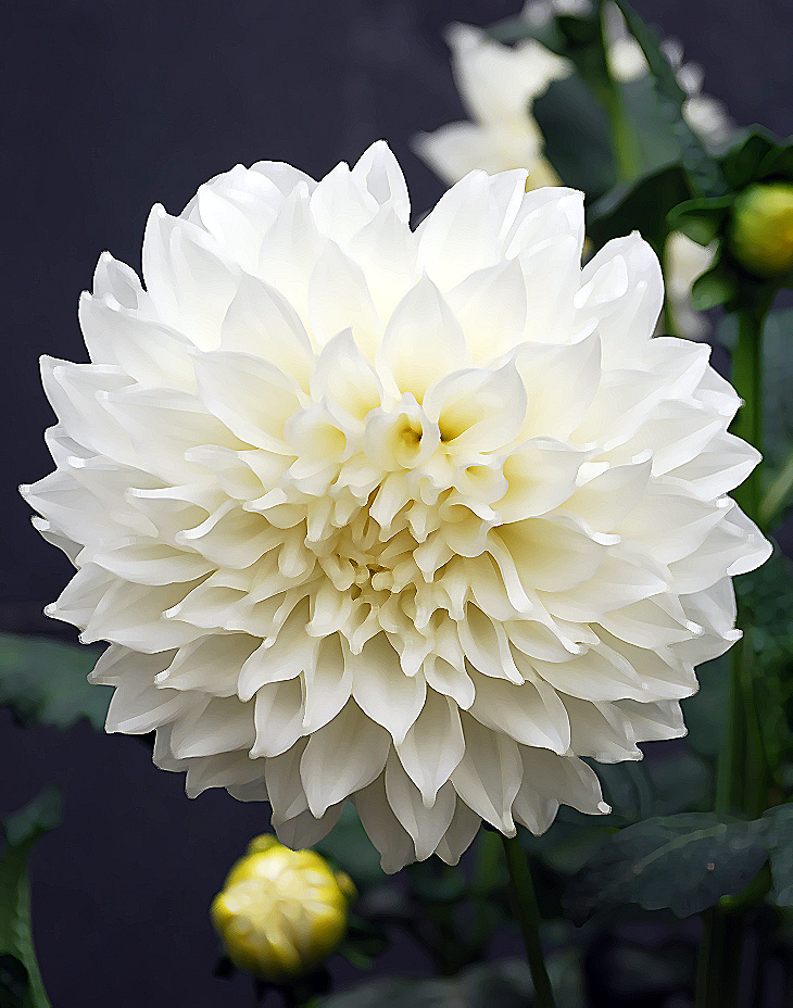 Carmen Martín Gaite&nbsp;(1925-2000)