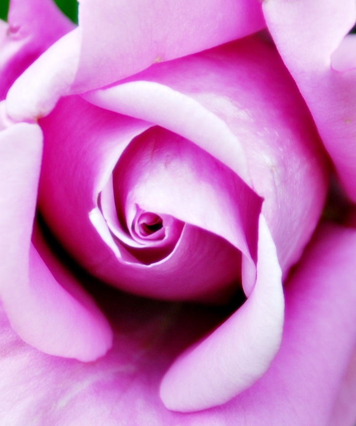 Danielle Steel (1947)