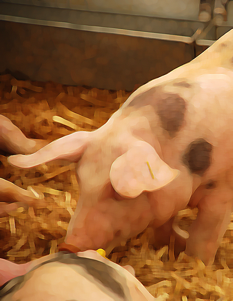 Guillermo y el cerdo premiado&nbsp;(1929)