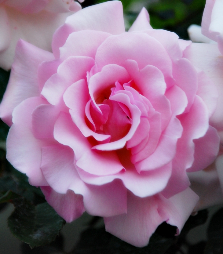 Seduciendo a Mr Bridgerton&nbsp;(2020)