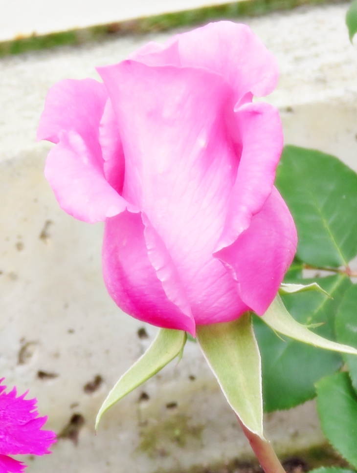 A Sir Phillip, con amor&nbsp;(2020)