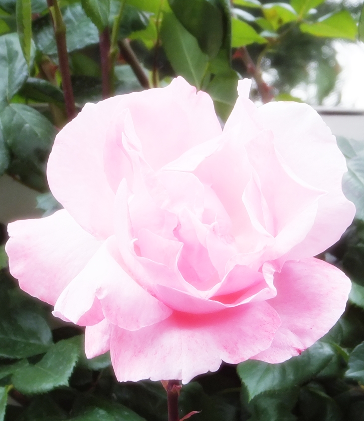 El corazón de una Bridgerton&nbsp;(2004)