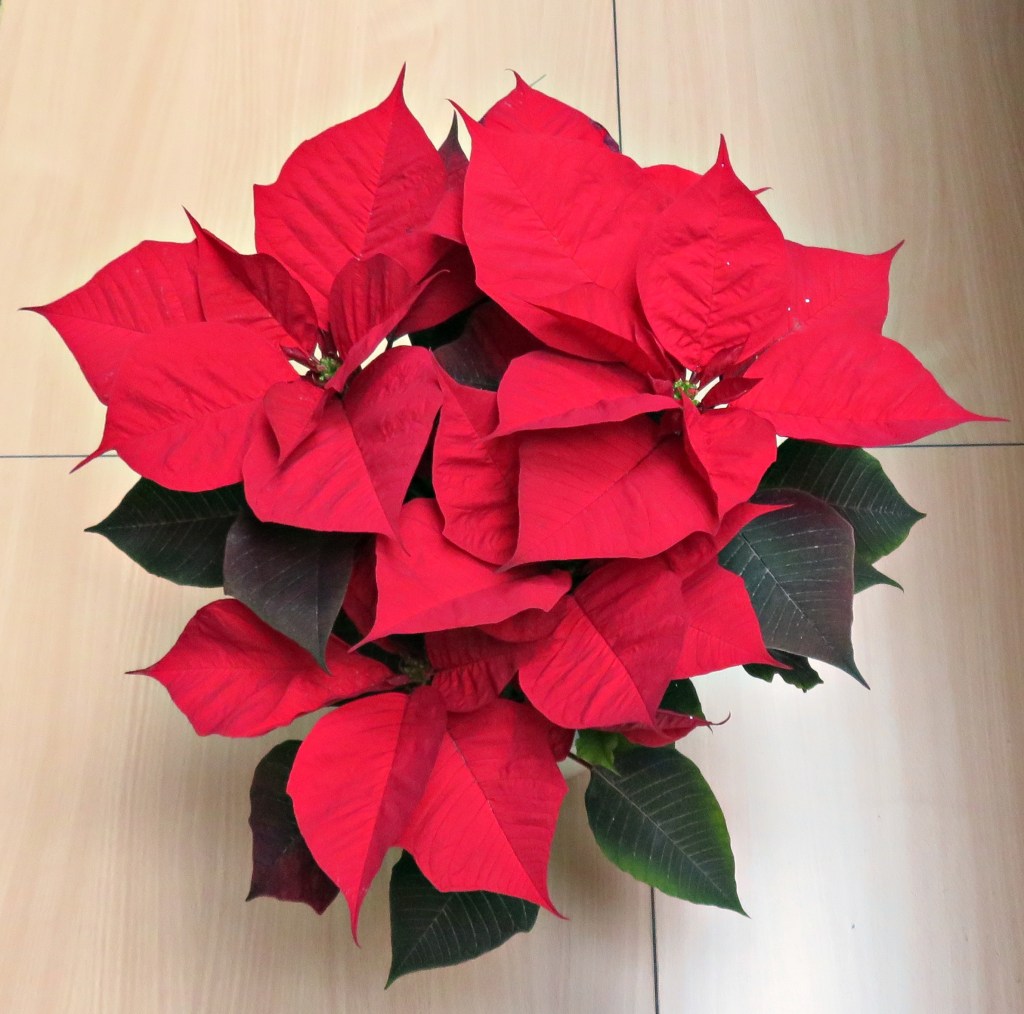 Flor de Pascua 2020 (Euphorbia pulcherrima)