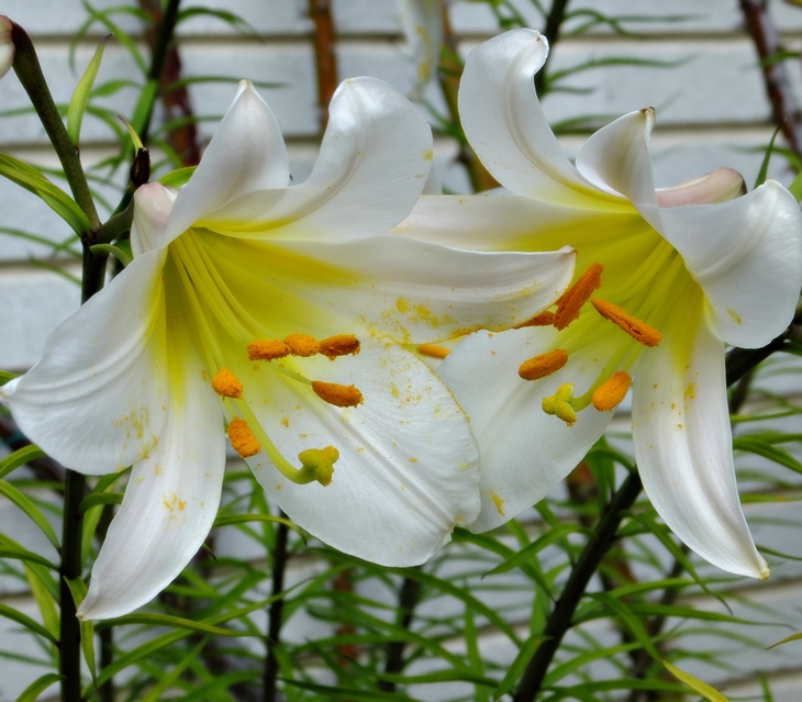 Las mellizas O’Sullivan (1942)