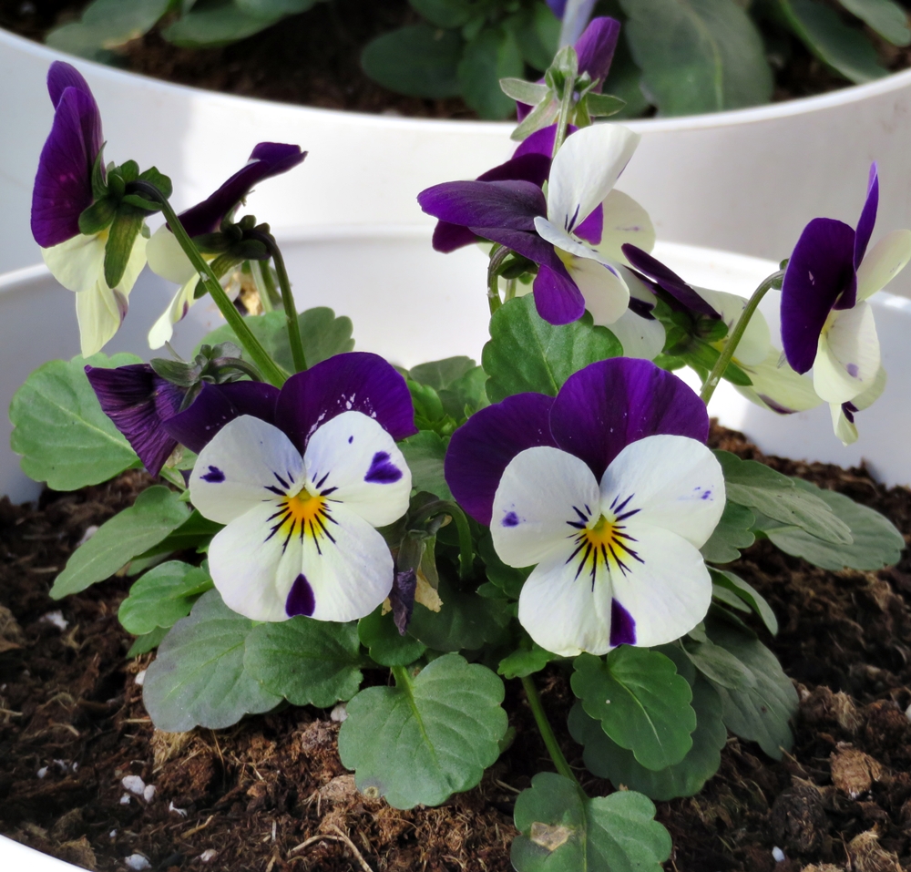 Primavera en invierno (20210128)