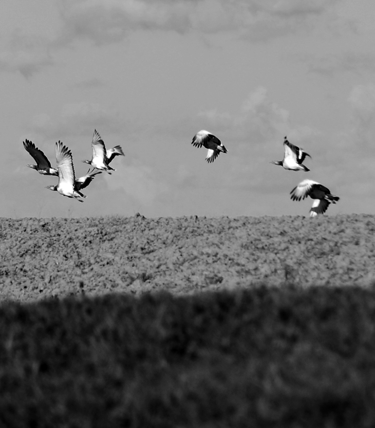 La quinta mujer&nbsp;(1996)