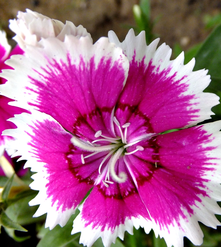 Puck colegiala (1969)