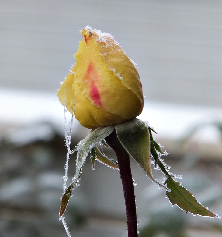 Solsticio de invierno (2000)