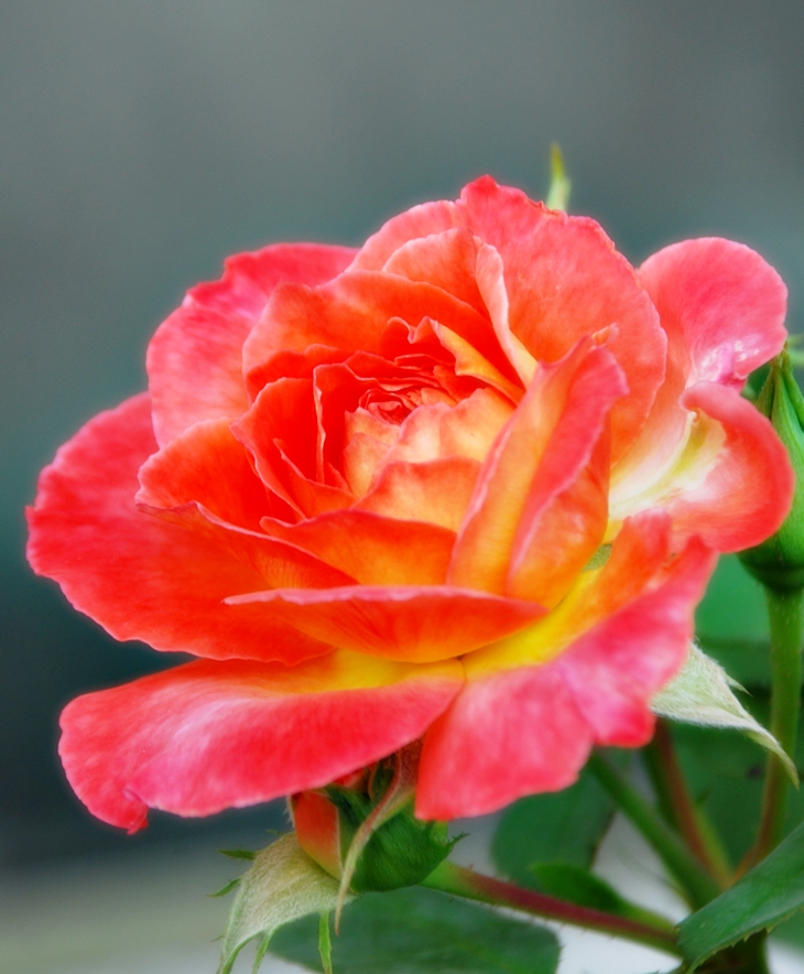 Sushi para principiantes&nbsp;(2000)