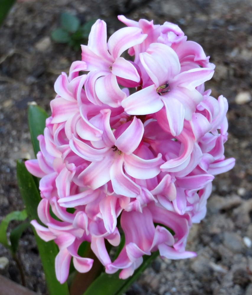 Poco a poco, llega la primavera (20210318)